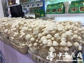 皖農(nóng)滬上送年貨 第十六屆上海農(nóng)展會開幕，安徽特色農(nóng)產(chǎn)品組團(tuán)亮相
